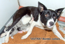 Blue Merle Female, medium coat, border collie puppy